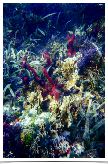 Exploring the hardbottom community around Cayos Zapatilla - remarkable absence of reef fish. 